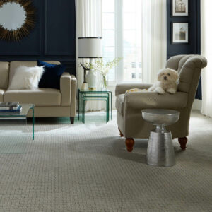 Puppy on couch | Bob & Pete's Floors